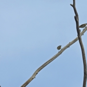 Pardalotus striatus at Fyshwick, ACT - 3 Jan 2019 08:56 AM