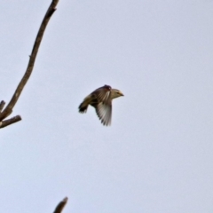 Pardalotus striatus at Fyshwick, ACT - 3 Jan 2019 08:56 AM