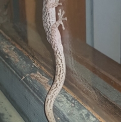 Christinus marmoratus (Southern Marbled Gecko) at Macarthur, ACT - 2 Jan 2019 by Becka