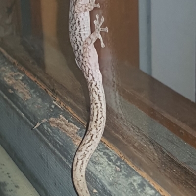 Christinus marmoratus (Southern Marbled Gecko) at Macarthur, ACT - 2 Jan 2019 by Becka