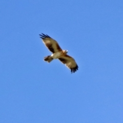 Hieraaetus morphnoides (Little Eagle) at Fyshwick, ACT - 2 Jan 2019 by RodDeb