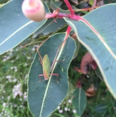 Phaneropterinae (subfamily) (Leaf Katydid, Bush Katydid) at Bawley Point, NSW - 2 Jan 2019 by Marg