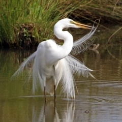 Ardea alba (Great Egret) at Fyshwick, ACT - 2 Jan 2019 by RodDeb