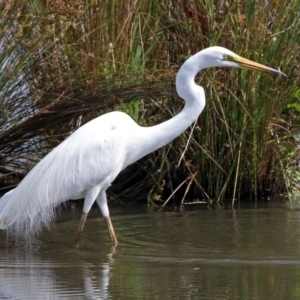 Ardea alba at Fyshwick, ACT - 3 Jan 2019 10:01 AM