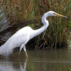 Ardea alba at Fyshwick, ACT - 3 Jan 2019