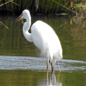 Ardea alba at Fyshwick, ACT - 3 Jan 2019 10:01 AM