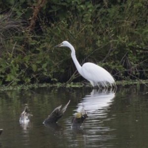 Ardea alba at Fyshwick, ACT - 3 Jan 2019 07:48 AM