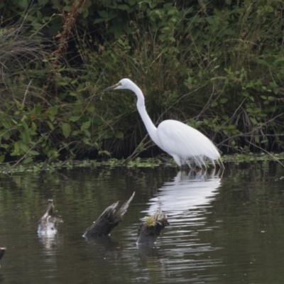 Ardea alba (Great Egret) at Jerrabomberra Wetlands - 2 Jan 2019 by Alison Milton