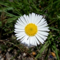 Brachyscome spathulata (Coarse Daisy, Spoon-leaved Daisy) at Googong, NSW - 28 Dec 2018 by Wandiyali