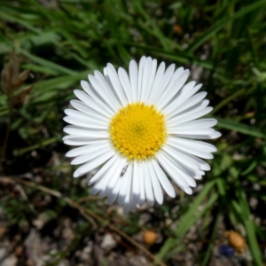 Brachyscome spathulata at Googong, NSW - 28 Dec 2018