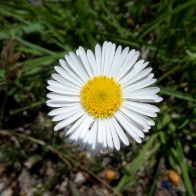 Brachyscome spathulata (Coarse Daisy, Spoon-leaved Daisy) at Wandiyali-Environa Conservation Area - 28 Dec 2018 by Wandiyali