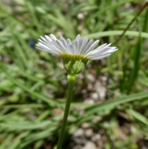 Brachyscome spathulata at Googong, NSW - 28 Dec 2018