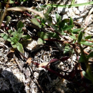 Brachyscome spathulata at Googong, NSW - 28 Dec 2018