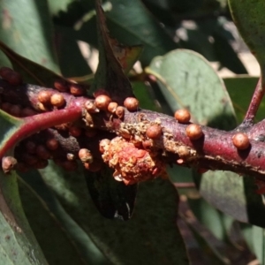 Mataeomera (genus) at Molonglo Valley, ACT - 20 Dec 2018 10:12 AM