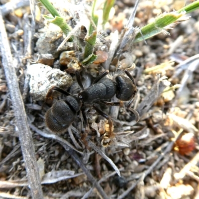 Pseudoneoponera sp. (genus) (Foaming ants) at Googong, NSW - 3 Jan 2019 by Wandiyali