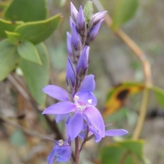 Veronica perfoliata (Digger's Speedwell) at Bullen Range - 1 Nov 2018 by michaelb