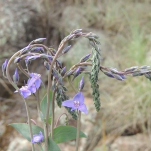 Veronica perfoliata at Tuggeranong DC, ACT - 1 Nov 2018