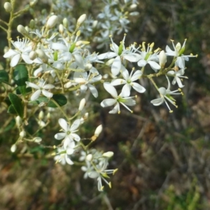 Bursaria spinosa subsp. lasiophylla at Acton, ACT - 4 Jan 2019 01:37 AM