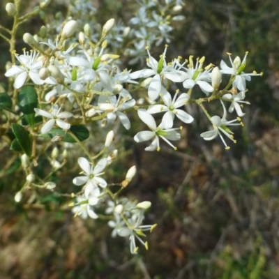 Bursaria spinosa subsp. lasiophylla (Australian Blackthorn) at Acton, ACT - 4 Jan 2019 by RWPurdie