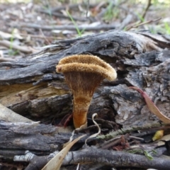 Lentinus fasciatus (Hairy Trumpet) at Acton, ACT - 4 Jan 2019 by RWPurdie
