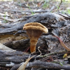 Lentinus fasciatus at Acton, ACT - 4 Jan 2019