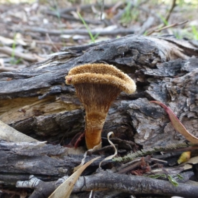 Lentinus fasciatus (Hairy Trumpet) at Acton, ACT - 4 Jan 2019 by RWPurdie