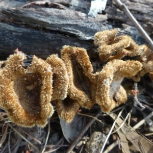 Lentinus fasciatus at Acton, ACT - 4 Jan 2019