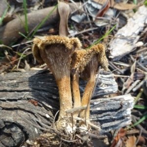 Lentinus fasciatus at Acton, ACT - 4 Jan 2019