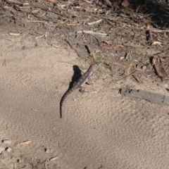 Pogona barbata (Eastern Bearded Dragon) at O'Connor, ACT - 4 Jan 2019 by Anto