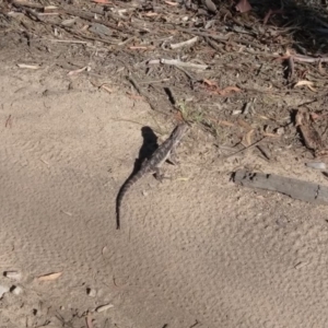 Pogona barbata at O'Connor, ACT - suppressed