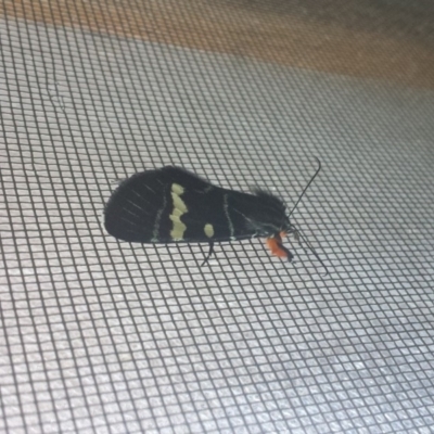 Phalaenoides glycinae (Grapevine Moth) at Kambah, ACT - 3 Jan 2019 by gregbaines