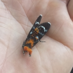 Phalaenoides glycinae at Kambah, ACT - 4 Jan 2019