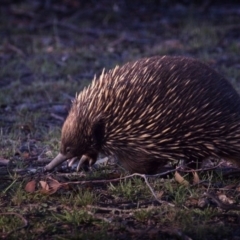 Tachyglossus aculeatus (Short-beaked Echidna) at Forde, ACT - 4 Jan 2019 by GlennMcMellon