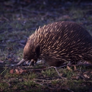 Tachyglossus aculeatus at Forde, ACT - 4 Jan 2019 07:11 AM