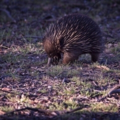 Tachyglossus aculeatus at Forde, ACT - 4 Jan 2019 07:11 AM