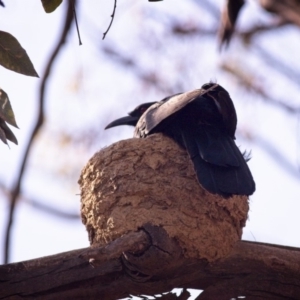 Corcorax melanorhamphos at Forde, ACT - 4 Jan 2019