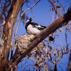 Grallina cyanoleuca (Magpie-lark) at Forde, ACT - 4 Jan 2019 by GlennMcMellon