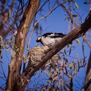 Grallina cyanoleuca at Forde, ACT - 4 Jan 2019 08:13 AM