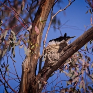 Grallina cyanoleuca at Forde, ACT - 4 Jan 2019