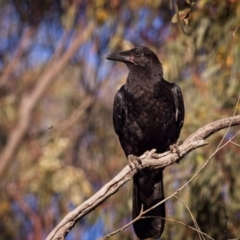 Corvus coronoides (Australian Raven) at Mulligans Flat - 3 Jan 2019 by GlennMcMellon