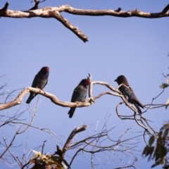 Eurystomus orientalis (Dollarbird) at Mulligans Flat - 3 Jan 2019 by GlennMcMellon