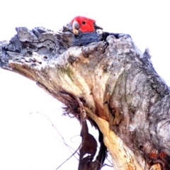 Callocephalon fimbriatum (Gang-gang Cockatoo) at GG120 - 3 Jan 2019 by TomT