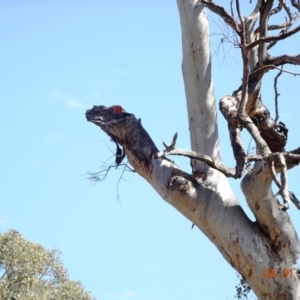 Callocephalon fimbriatum at Deakin, ACT - 4 Jan 2019