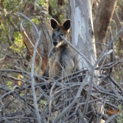 Wallabia bicolor (Swamp Wallaby) at Hughes, ACT - 3 Jan 2019 by TomT