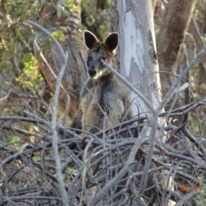 Wallabia bicolor at Hughes, ACT - 3 Jan 2019