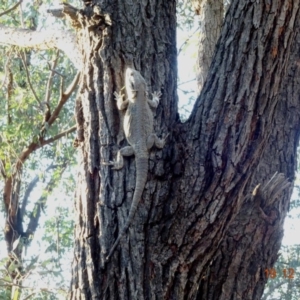 Pogona barbata at Hughes, ACT - suppressed