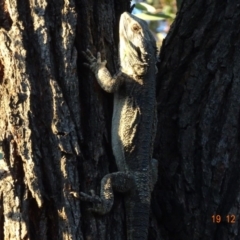 Pogona barbata at Hughes, ACT - suppressed