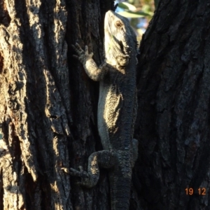 Pogona barbata at Hughes, ACT - suppressed