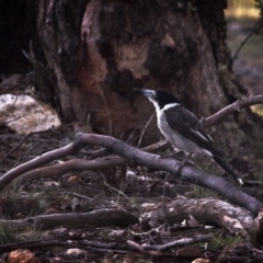 Cracticus torquatus (Grey Butcherbird) at Mulligans Flat - 3 Jan 2019 by GlennMcMellon