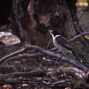 Cracticus torquatus at Forde, ACT - 4 Jan 2019